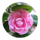 Camellia Japonica Seed Oil