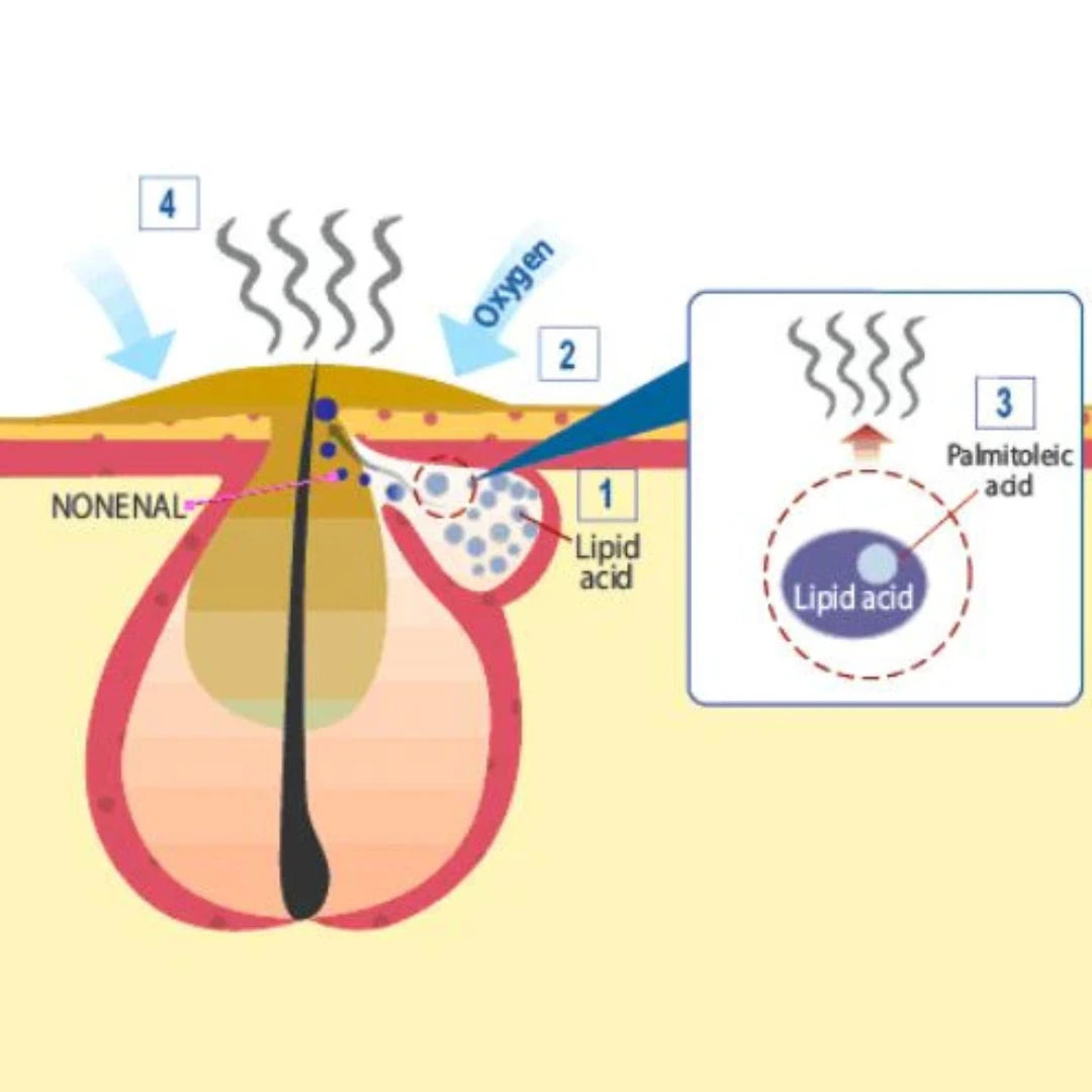 Diagram illustrating how Nonenal is produced through lipid oxidation in hair follicles, leading to the release of body odor, triggered by oxygen and palmitoleic acid.