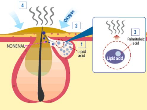 What is Nonenal – explanation of aging-related body odor compound