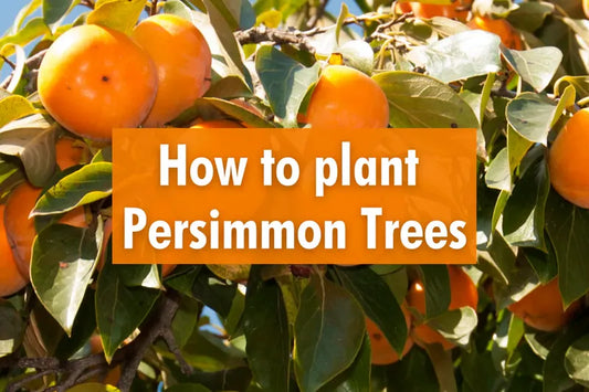 Ripe orange persimmons growing on a tree branch surrounded by green leaves