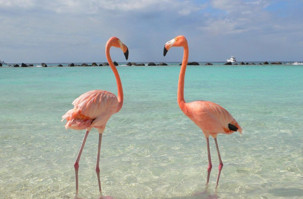 Astaxanthin, Flamingo’s Beauty Secret