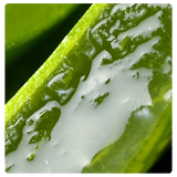 Aloe Vera Extract