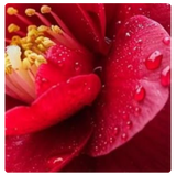 Camellia Japonica Seed Oil