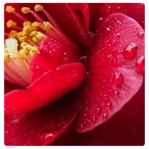 Camellia Seed Oil