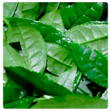 Green Tea Extract