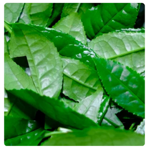 Green Tea Extract