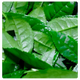 Extrait de thé vert