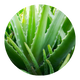 Aloe Vera Extract