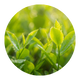 Green Tea Extract