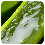 Aloe Vera Extract