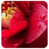 Camellia Seed Oil