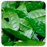 Green Tea Extract