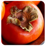 Japanese Persimmon Extract
