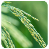 Oryza Sativa (Rice) Starch