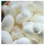 Silk Protein