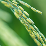 Oryza Sativa (Rice) Starch