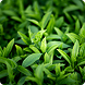Green Tea Extract